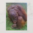 Suche nach opfer postkarten Tiere