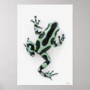 Suche nach grüner frosch poster Tiere