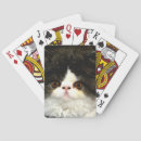 Recherche de chaton blanc jeux de cartes Animal