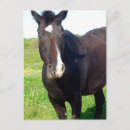 Suche nach aktien poster Pferd