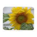 Recherche de tournesols magnets Pour elle