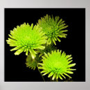 Recherche de araignée posters Fleurs