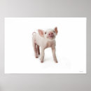 Suche nach ferkel poster Niedlich
