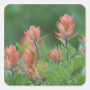 Recherche de castilleja Rouge