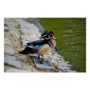 Recherche de beauté de nature posters Oiseau