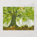 Suche nach magical forest poster Fee