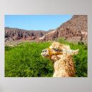 Suche nach alpaca poster Lama