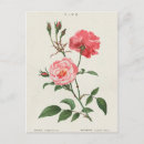 Recherche de rosas cartes postales Fleurs