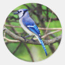 Recherche de aile bleue autocollants Oiseau