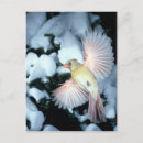 Recherche de envergure cartes postales Faune