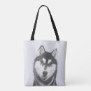 Recherche de siberian husky Chuksha