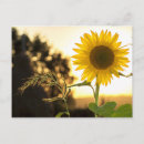 Recherche de tournesol cartes postales Soleil