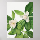 Suche nach magnolie poster Wand