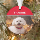 Suche nach bichon frise ornamente Haustiere