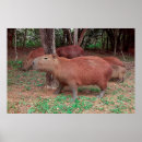 Suche nach capybara poster Natur