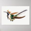 Suche nach kolibri poster Vintag