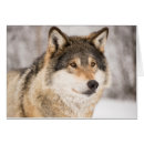 Recherche de visage de loup cartes postales Hiver