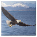Suche nach weißkopfseeadler fliesen Raubtier