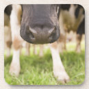 Suche nach weiden lassen untersetzer Landwirtschaft