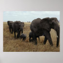 Suche nach elefanten foto poster Bild
