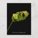 Recherche de plantes carnivores posters Plante de pitcher