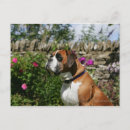 Recherche de chien boxer cartes postales Photographe canin