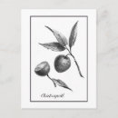 Recherche de fruit vintage cartes postales Illustration