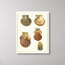 Suche nach muscheln kunst Küste