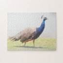Suche nach peacock puzzle Schön