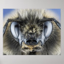 Suche nach wirbellose tiere poster Biene