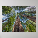 Suche nach mammutbaum poster Wald