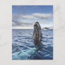 Suche nach hoffnung postkarten Blau