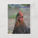 Recherche de poulet cartes postales Ferme