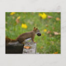 Recherche de voleur cartes postales Écureuil