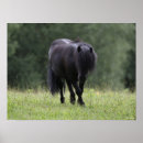 Suche nach shetland pony poster Bob sprache