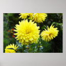 Suche nach dahlien poster Gelb