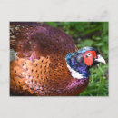 Suche nach glücklicher vogel postkarten Vogelvogel
