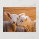 Suche nach lamm postkarten Tierwelt