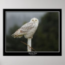 Recherche de owl posters Bird