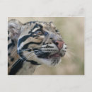 Suche nach baby leopard poster Cub