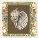 Recherche de coquillages dessous de verres Coquillage de sépia