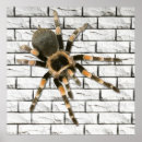 Suche nach spinnen poster Orange