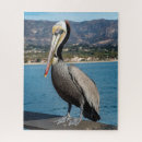 Recherche de pelican puzzles Californie