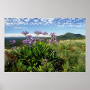 Suche nach agapanthus poster Color image