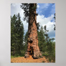 Recherche de arbres rouges posters Saison