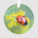 Suche nach grünes insekt ornamente Pflanze