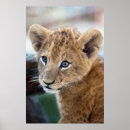 Recherche de lion de bébé posters Mignon