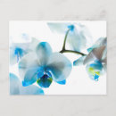 Recherche de orchidées bleues cartes postales Fleur