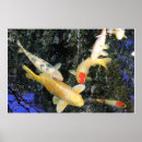 Suche nach koi fische poster Teich