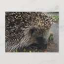 Recherche de hérissons cartes postales Animal